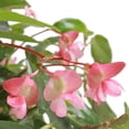 thumbnail image 2 of planta begonia big 10", 2 of 6