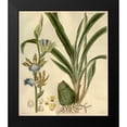 thumbnail image 2 of Curtis, William 12x13 Black Modern Framed Museum Art Print Titled - Orchid, Zygopetalum Mackayi, 2 of 5