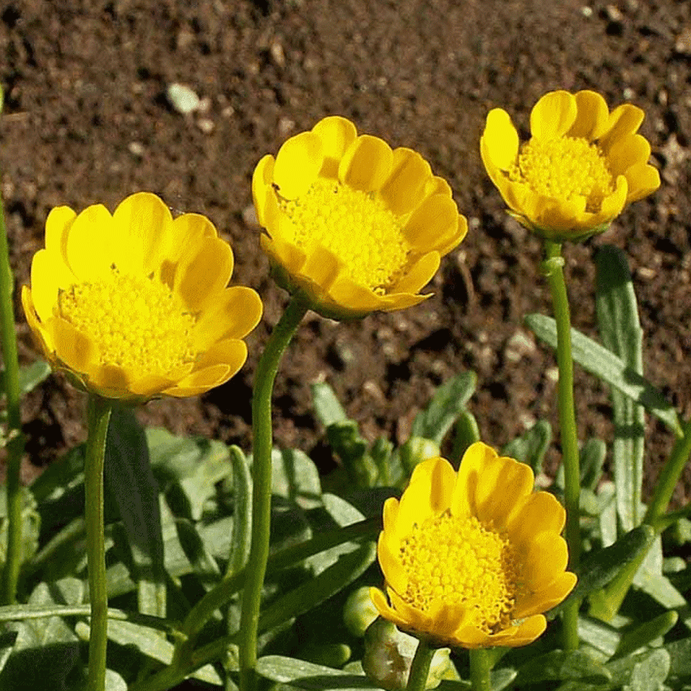 Everwilde Farms 1000 Yellow Daisy Garden Flower Seeds Gold Vault