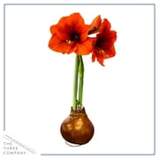 The Three Company Bronze Waxed Amaryllis Plant Bulb, Blooms Red