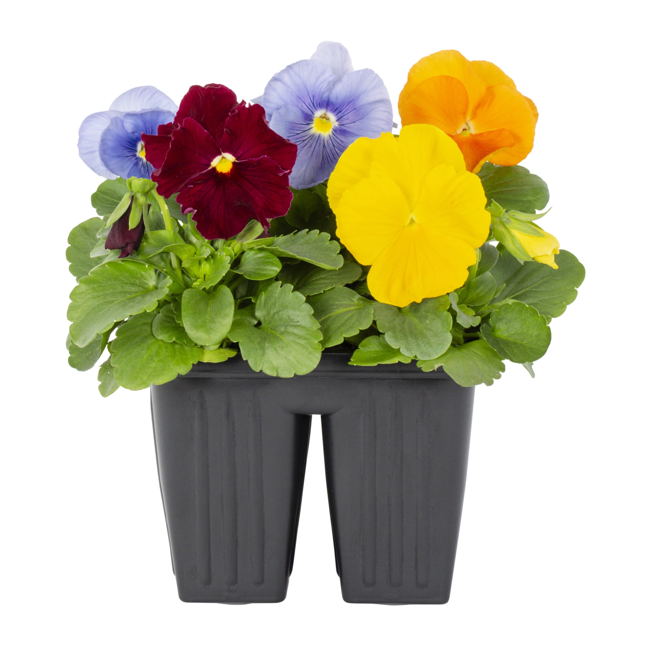 Expert Gardener PT Multicolor Pansy Live Plant Grower Pot Sun (4 Pack)