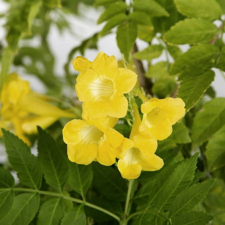 lydia tecoma yellow bell