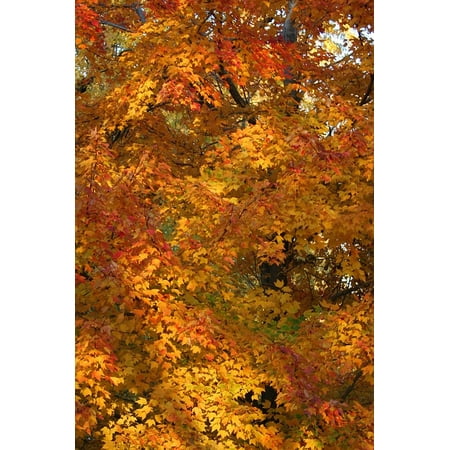 Jeremiah Autumn Leaf Laminated Poster Trees Fall Autumn Season Leaves Colorful Foliage Poster Print 11 x 17 ()