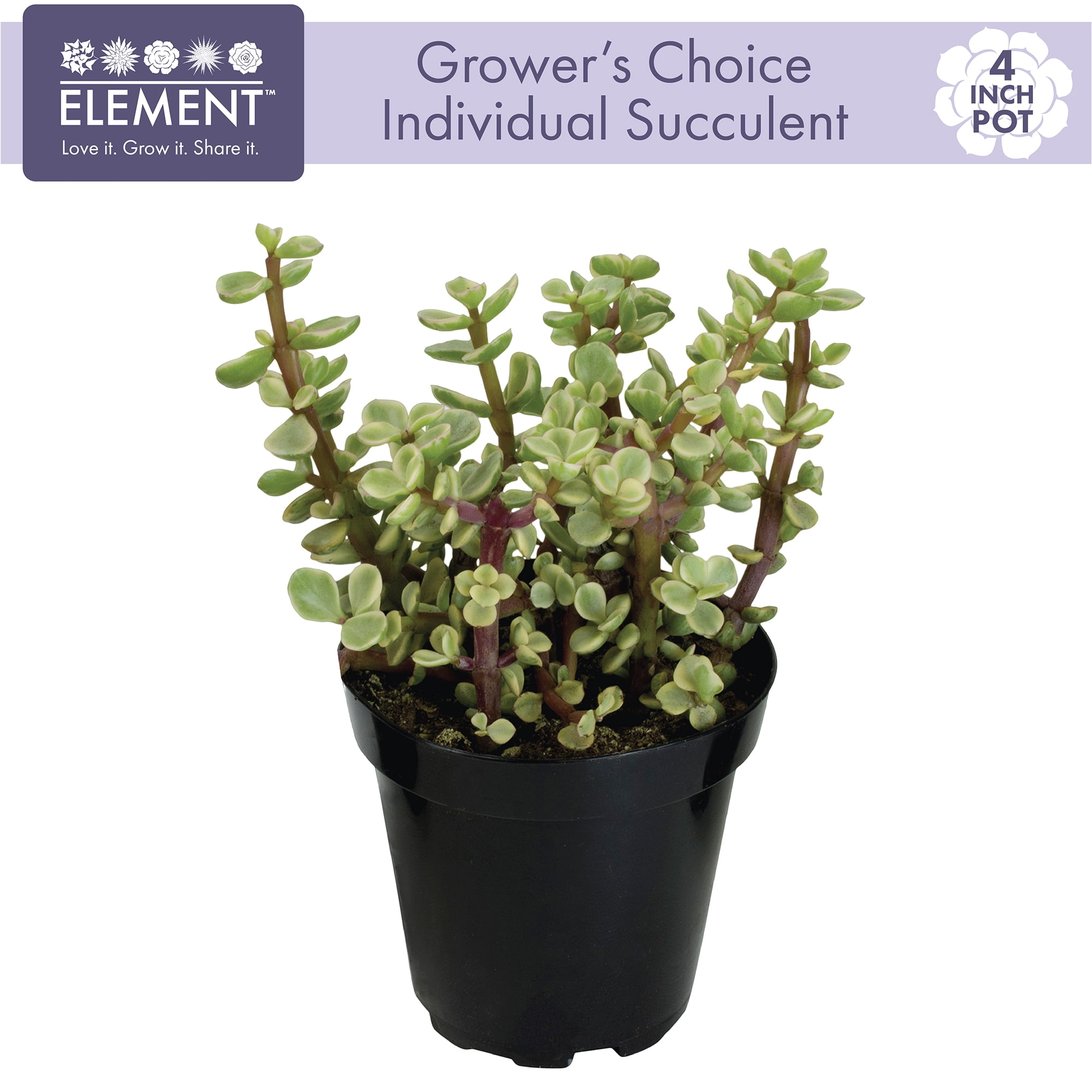 Element Live Plant Succulent Assorted Varieties and Colors in 4in Pot