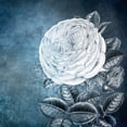 thumbnail image 3 of Kimberly, Allen 12x12 Black Modern Framed Museum Art Print Titled - White Bloom 2, 3 of 5