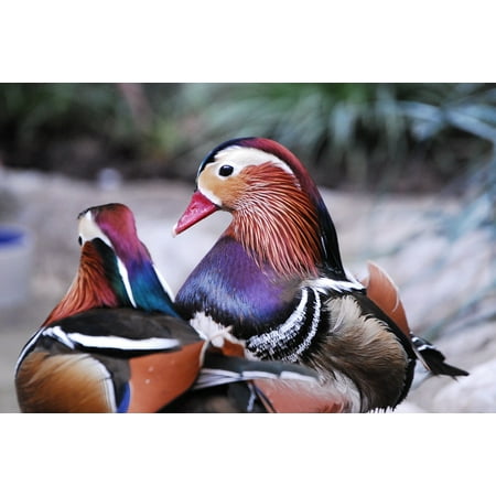 Waterfowl Wood - LAMINATED POSTER Wood Ducks Waterfowl Colorful Wildlife Birds Zoo Poster Print 24 x 36