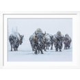 thumbnail image 2 of Art.com Bison in Yellowstonre National Park Photographic Print by Art Wolfe, White Frame Wall Art, 44" x 32", 2 of 5
