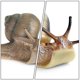 thumbnail image 5 of Casa de Caracol de resina, decoración de micropaisaje, adornos para acuario, pecera, 2 uds., 5 of 7