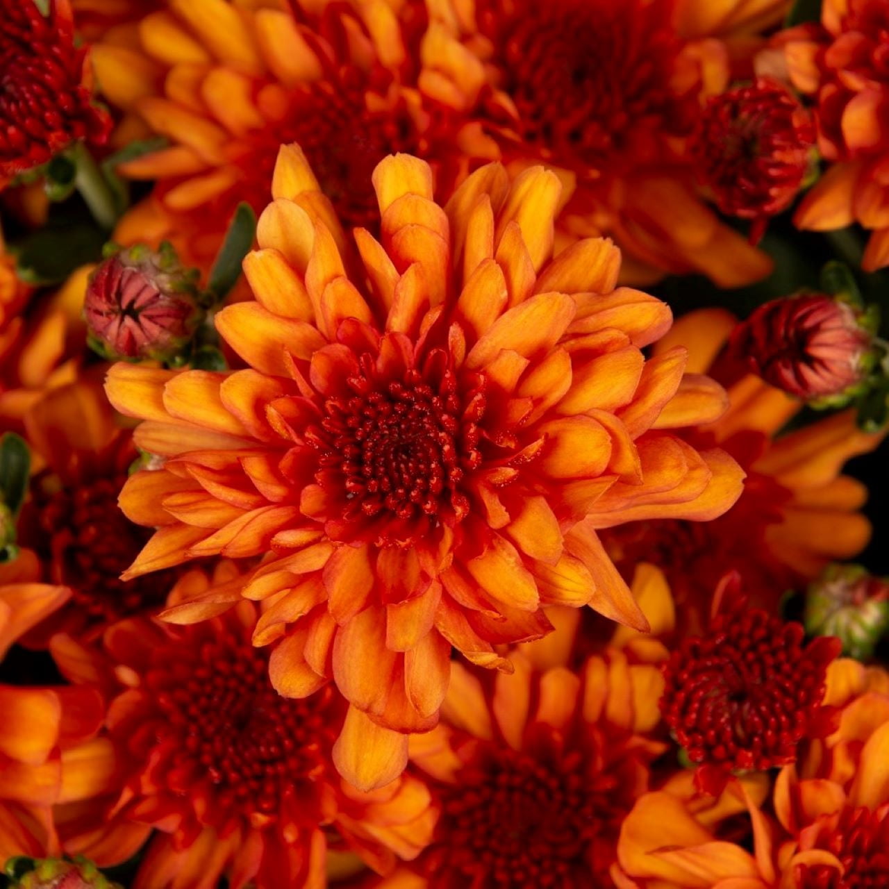 Better Homes & Gardens 1.5 Gallon Orange Mum Live Plant in Decorative Pot