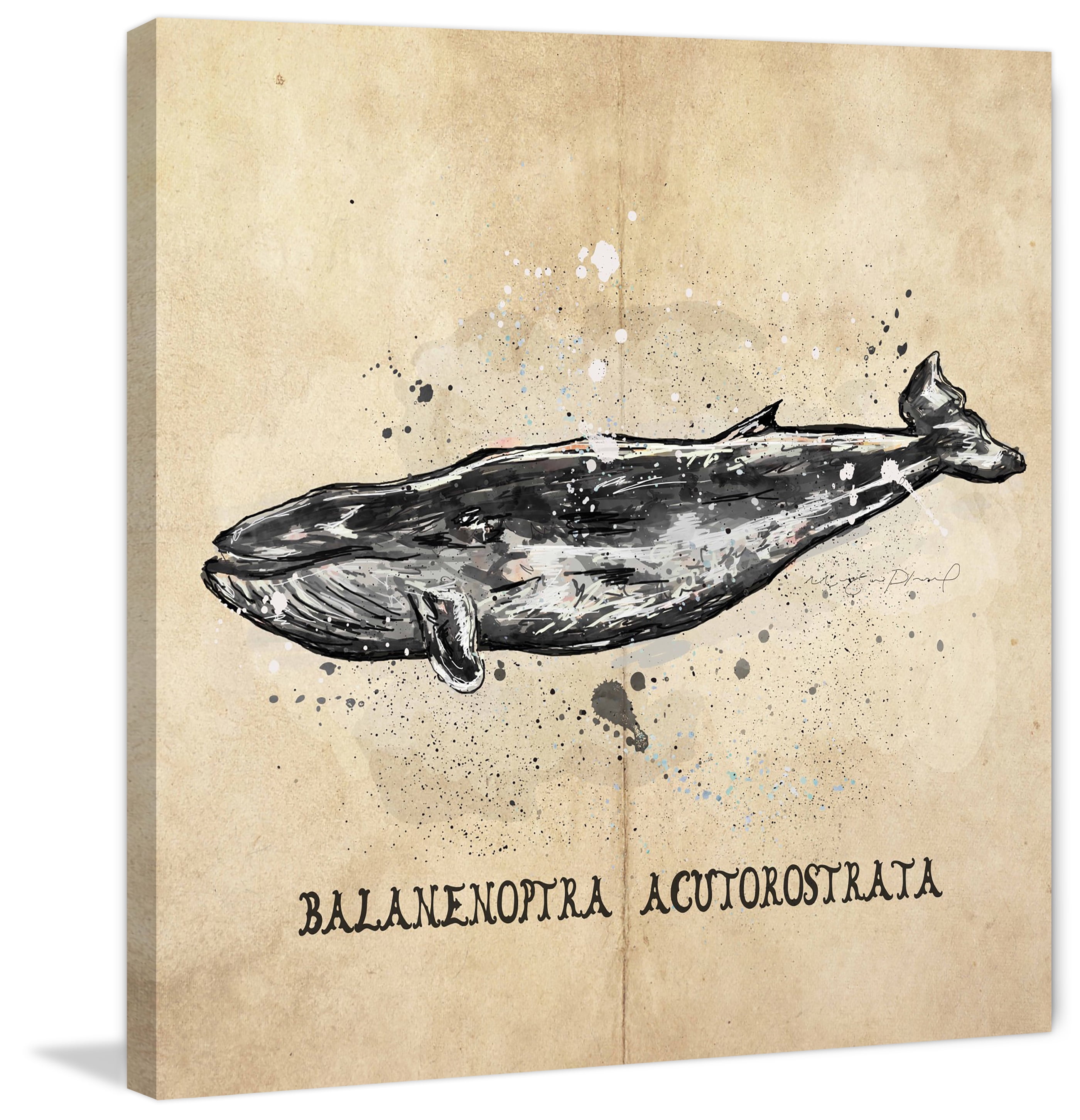 Marmont Hill 'Baleine' by Marie Eve Pharand Painting Print on Wrapped Canvas