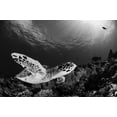 thumbnail image 2 of Y Lin, Ryan 32x23 White Modern Wood Framed Museum Art Print Titled - Hawksbill, 2 of 4