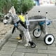 thumbnail image 5 of Silla de ruedas para perros carro/silla de ruedas ajustable para perros carro de rehabilitación para mascotas de 4 ruedas para perros pequeños carro de paseo asistido por ANGGREK Otros, 5 of 8
