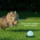 thumbnail image 3 of Bola Divertida Del Juguete Del Silicón Interactiva Inteligente Giratoria Eléctrica De La Bola Del Gato Para Los Gatos, 3 of 7