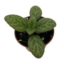 Forever Yung Asian Violet - JV Primulina - 2.5" Pot - Collector's Series