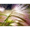 thumbnail image 2 of 300 Bottlebrush SQUIRRELTAIL RYE GRASS Elymus Elymoides syn Sitanion Hystrix Red Plume Squirrel Tail Ornamental Seeds, 2 of 9