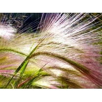 300 Bottlebrush SQUIRRELTAIL RYE GRASS Elymus Elymoides syn Sitanion Hystrix Red Plume Squirrel Tail Ornamental Seeds
