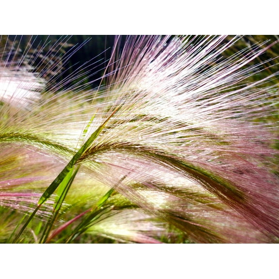 300 Bottlebrush SQUIRRELTAIL RYE GRASS Elymus Elymoides syn Sitanion Hystrix Red Plume Squirrel Tail Ornamental Seeds