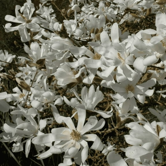 Star Magnolia Tree Live , Dormant Tree, White Magnolia Plant Live from 6 Inch in Pot, Outdoor Growing