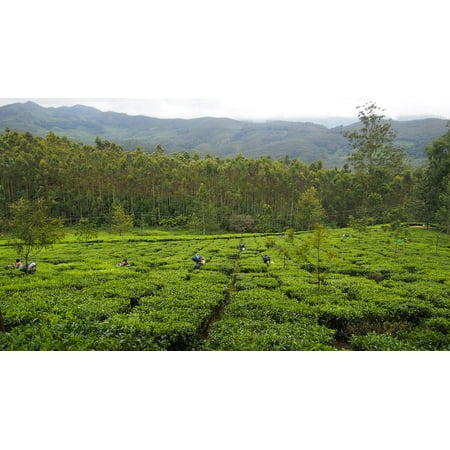 LAMINATED POSTER India Munnar Tea Plantation Agriculture Green Tea Poster Print 24 x (Best Agriculture In India)