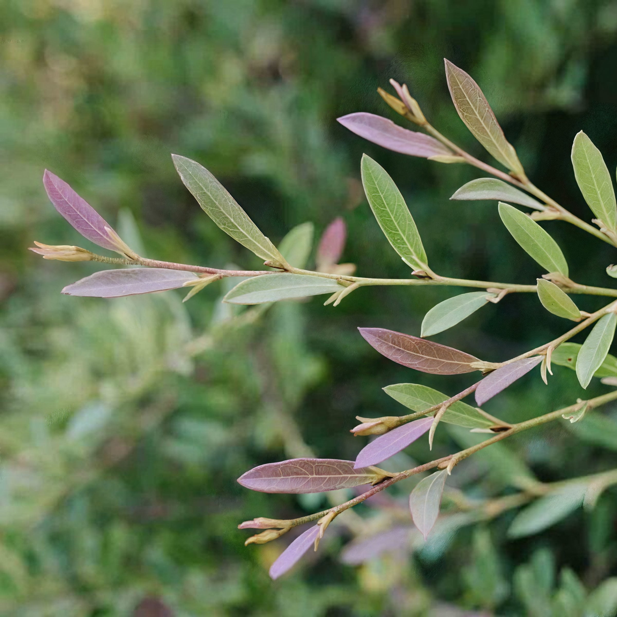 3 gal. Distylium Cinnamon Girl Shrub