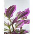thumbnail image 6 of Bumble Plants 4 Inch Tradescantia Bubblegum Lilac Live Plant in Nursery Pot, 6 of 7