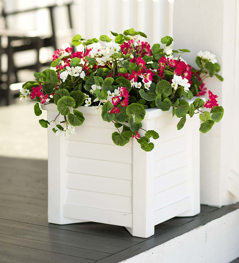 Red and White Geranium Urn/Planter Filler