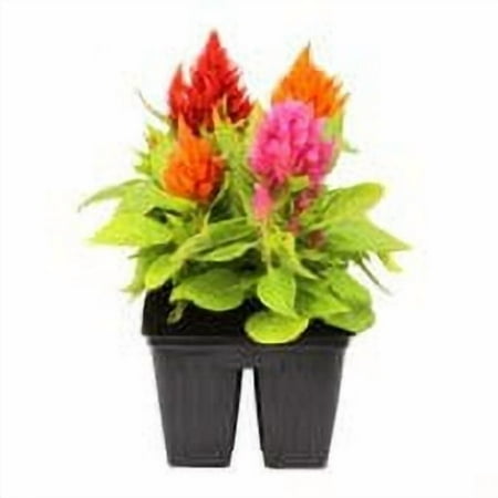 Expert Gardener 4PK Orange Pink Yellow Celosia Live Plant