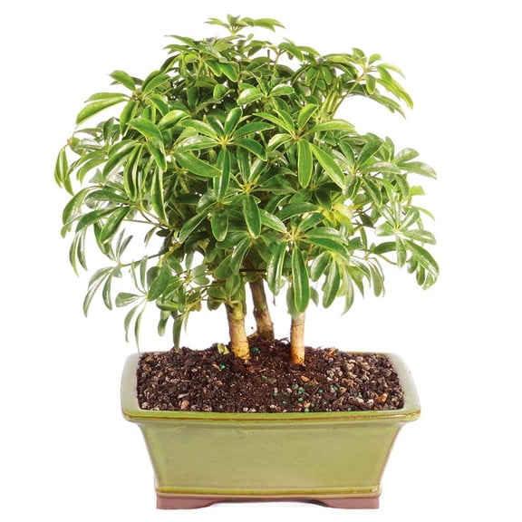 From You Flowers - Hawaiian Umbrella Bonsai for Birthday, Anniversary, Get Well, Congratulations, Thank You, All Occasions