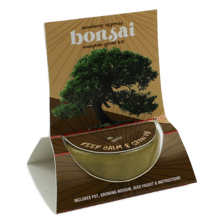 Buzzy Bonsai Monterey Cypress Tree Grow Kit with Crackle Ceramic Pot Item 97714