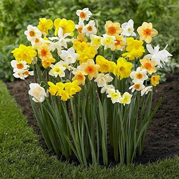 Daffodil Bulbs, Trumpet Daffodil Mix (10 Bulbs) Narcissus Assorted,Long Lasting