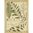 thumbnail image 2 of Diderot, Denis 24x32 White Modern Wood Framed Museum Art Print Titled - Diderot Antique Ferns I, 2 of 4
