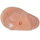 thumbnail image 5 of English Version Ear Acupuncture Earpins Model Model Auricular Application Model Ear Acupuncture Poi Banmo, 5 of 5