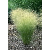 25 * Seeds MEXICAN FEATHER GRASS Pony Tails Ornamental Stipa Tenuissima Seeds Wind Whisp