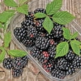 thumbnail image 3 of Expert Gardener Blackberry Von Live Shrub (2.25 Gallon), 3 of 8