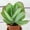 1 Plant, variant on Kalanchoe Flapjacks - Live Starter Plant in a 2 Inch Growers Pot - Kalanchoe Thyrsiflora - Drought Tolerant Indoor Outdoor Cacti Succulent Houseplant