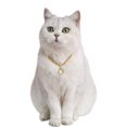 thumbnail image 7 of Reheyre Eye-Catching Exquisite Bowknot Pet Necklace with Faux Gemstone Pendant - Elegant Jewelry for Dogs and Cats, 7 of 7