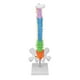 thumbnail image 4 of Modelo de Columna vertebral, Diseño de Color de Diseño de Color Vívido de 45 cm Modelo de Columna Humano para Estudio, 4 of 7