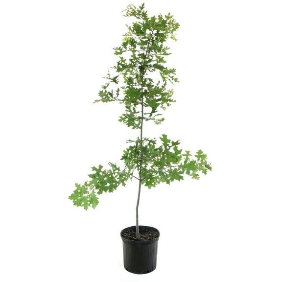 National Plant Network Live Tree 3-gal Pin Oak Tree with Full Sunlight