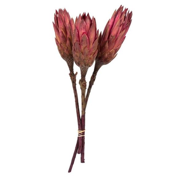 Vickerman 8-12" Erica Pink Repens - Natural Stem - Bulk case, 180 pieces, Dried