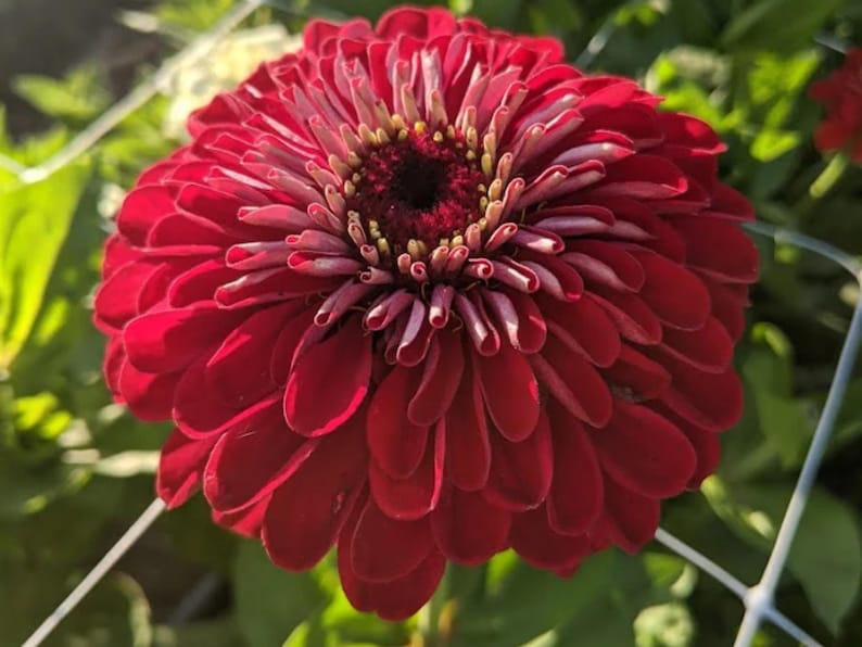 30 Seeds - Benary's Giant Deep Red Zinnia Seeds - Flower Seeds for Planting - Zinnia Mix