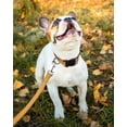 thumbnail image 2 of Minzimin 1Pcs Reflective Dog Collar, Sturdy Nylon Collars for Puppy and Extra Small Girl and Boy Dogs, Adjustable Dog Collar with Quick Release Buckle, 2 of 6