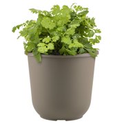 Whitney Farms Calypso Cilantro, Live Plant, 0.94 gal.