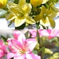thumbnail image 2 of Ramo de Lirios Artificiales Flores de Tacto Real de Simulación para Decoración de Oficina Boda Fiesta Hogar y Cocina ANGGREK  Otros, 2 of 8