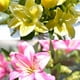 thumbnail image 2 of Ramo de Lirios Artificiales Flores de Tacto Real de Simulación para Decoración de Oficina Boda Fiesta Hogar y Cocina ANGGREK  Otros, 2 of 8