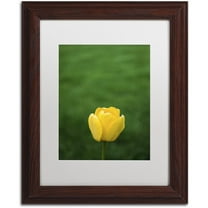 Trademark Fine Art "A Lone Yellow Tulip" Canvas Art by Kurt Shaffer, White Matte, Wood Frame
