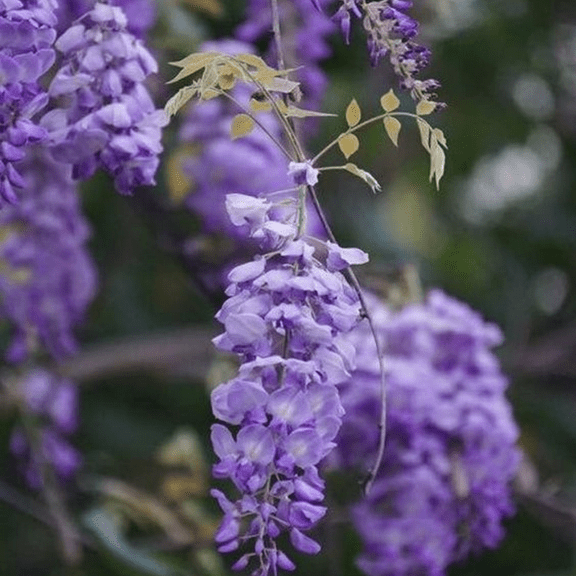 Purple Wisteria Tree Live, Wisteria Tree Plant for Outdoor Garden, 6 Inches in Pot