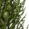 thumbnail image 4 of Vickerman 22 x 7" avg Basil Olympia Seed Pod, 1 piece, Dried, 4 of 4