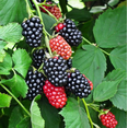 thumbnail image 5 of Set of 2 Triple Crown Thornless Blackberry Plants 4-6 Inch Tall, Large Sweet Berries for Backyard Garden, 5 of 6