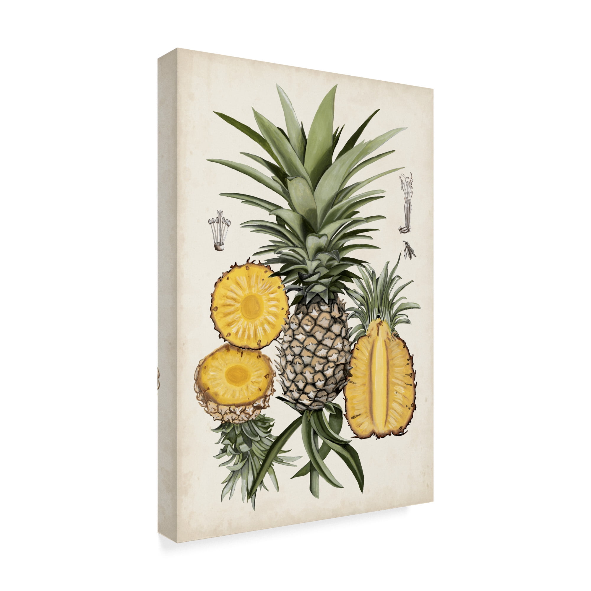 Trademark Fine Art 'Pineapple Botanical Study I' Canvas Art by Naomi McCavitt