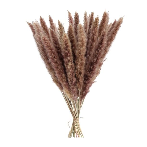 15 ramos de flores secas de hierba de la pampa (Phragmites) para jarrones, bodas y fiestas. Natural